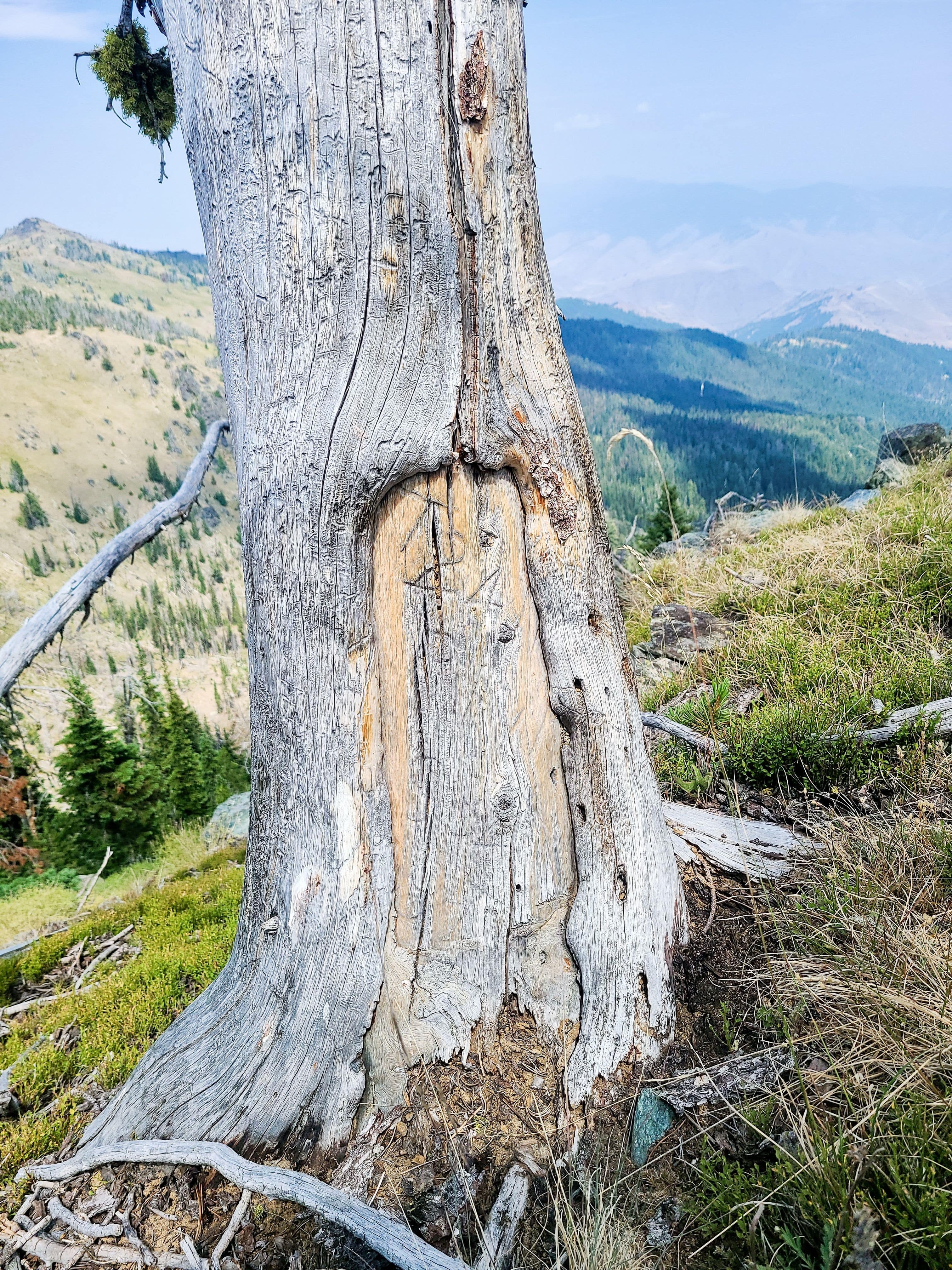 Old Tree
